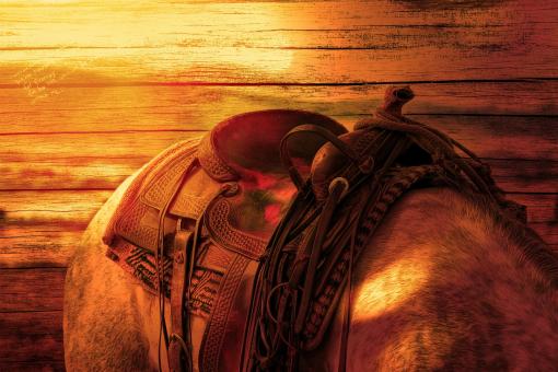 Free Stock Photo of Horse's Back