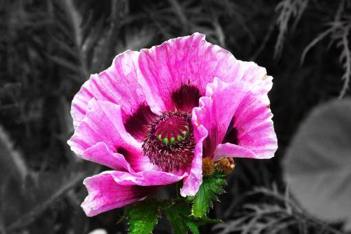 Free Stock Photo of Poppy