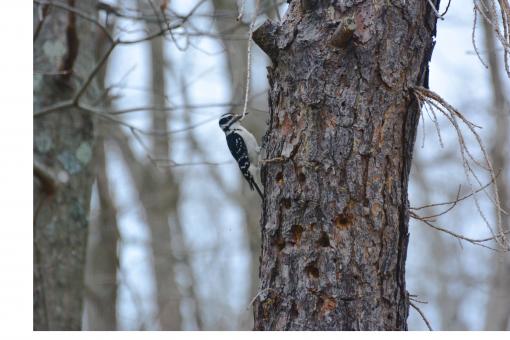 Free Stock Photo of Woodpecker