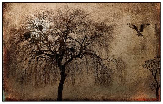Free Stock Photo of Tree Painting