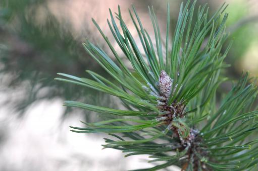 Free Stock Photo of Pine
