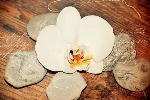 Free Stock Photo of Stone n Flower