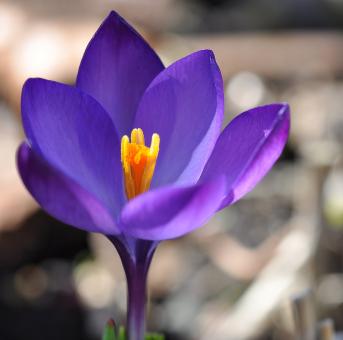 Free Stock Photo of Flower