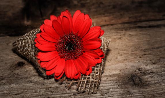 Free Stock Photo of Fresh
