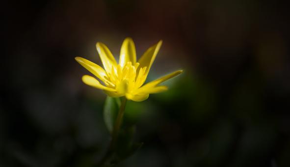 Free Stock Photo of Yellow Flower
