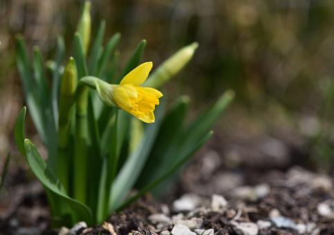 Free Stock Photo of Narcissus