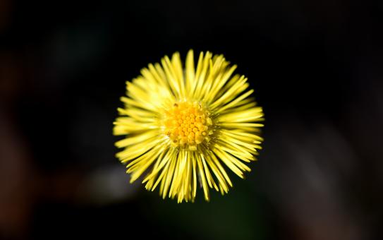 Free Stock Photo of Flower