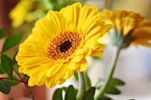 Free Stock Photo of Flower