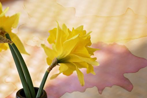 Free Stock Photo of Flower