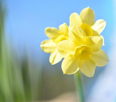 Free Stock Photo of Fresh