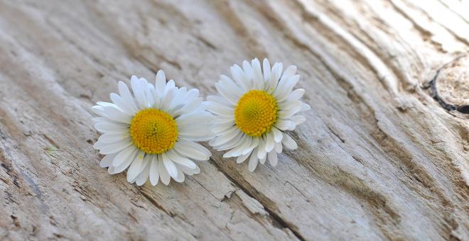 Free Stock Photo of White Flowers