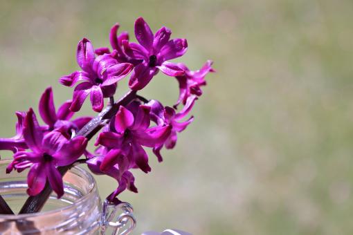 Free Stock Photo of Fresh Hyacinth