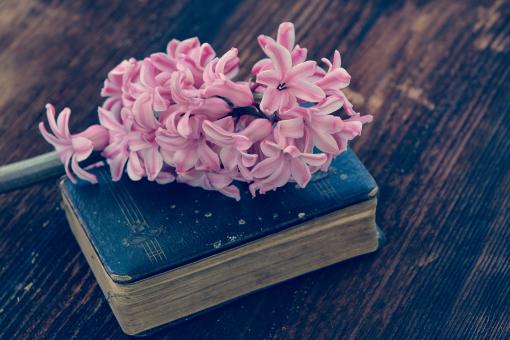 Free Stock Photo of Flower n Book