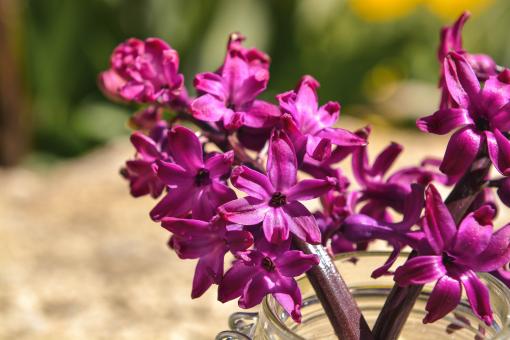 Free Stock Photo of Hyacinth