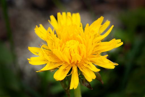 Free Stock Photo of Flower