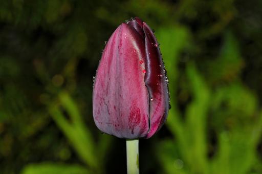 Free Stock Photo of Tulip