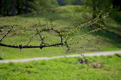 Free Stock Photo of Branch