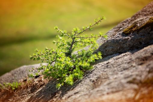 Free Stock Photo of Pine