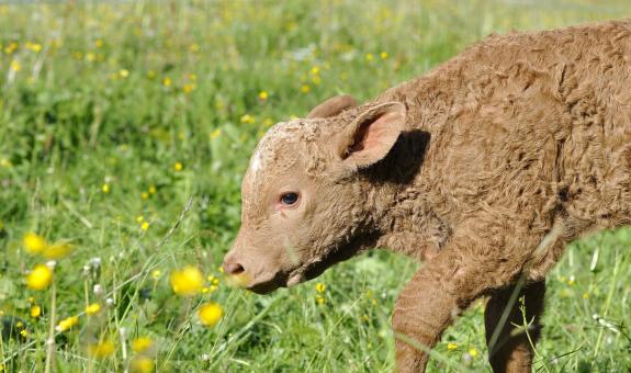 Free Stock Photo of Calf