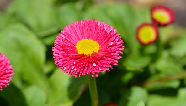 Free Stock Photo of Daisy