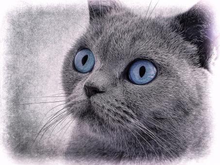 Free Stock Photo of Cat