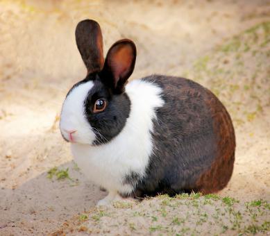 Free Stock Photo of Rabbit