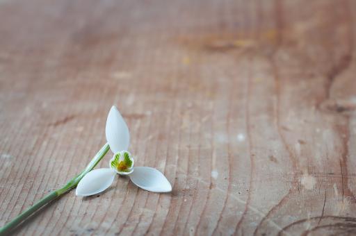 Free Stock Photo of White Flower