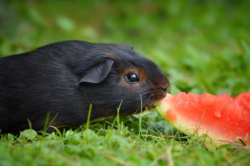 Free Stock Photo of Guinea eating watermelon