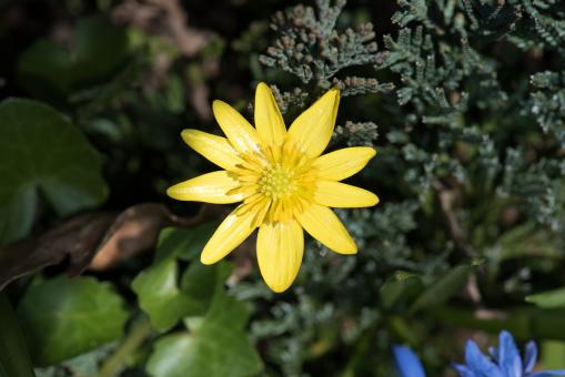 Free Stock Photo of Celandine