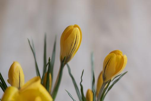 Free Stock Photo of Fresh