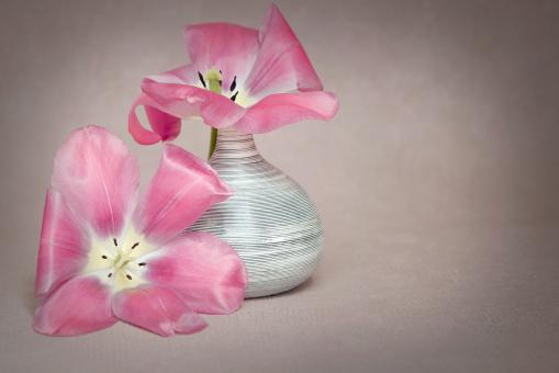 Free Stock Photo of Pink Flowers
