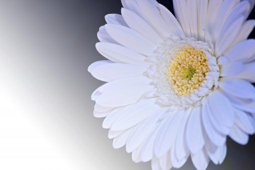 Free Stock Photo of Gerbera