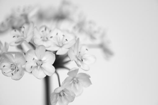 Free Stock Photo of Fresh