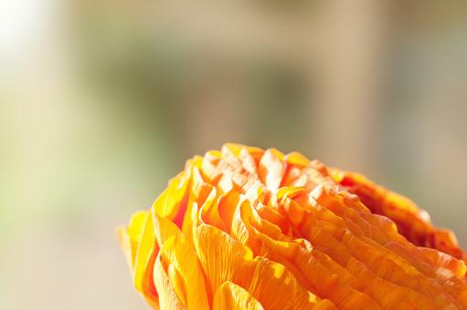 Free Stock Photo of Ranunculus