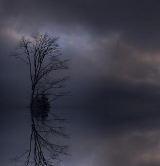 Free Stock Photo of Lonely Tree