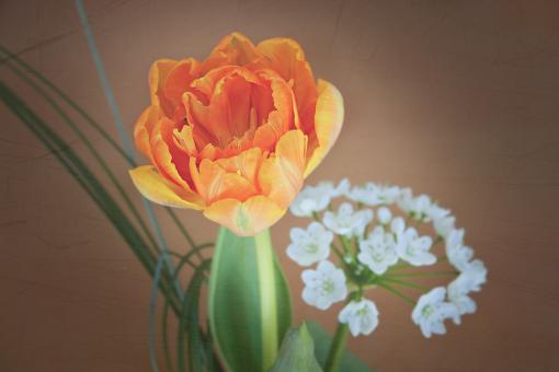 Free Stock Photo of Fresh Tulip