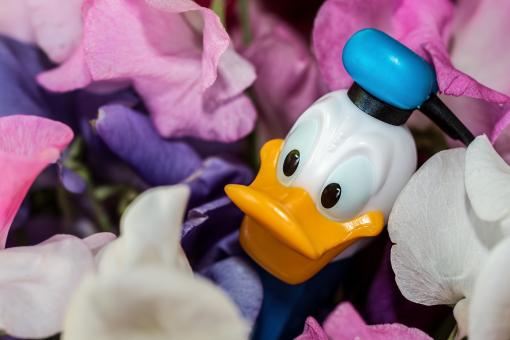 Free Stock Photo of Donald Duck