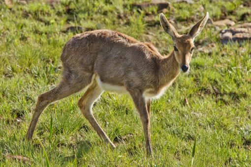 Free Stock Photo of Buck