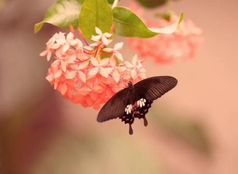 Free Stock Photo of Nature