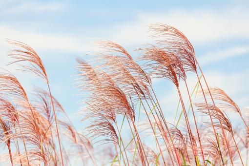 Free Stock Photo of Corn