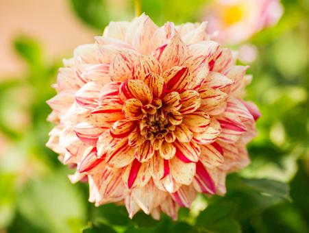 Free Stock Photo of Dahlia