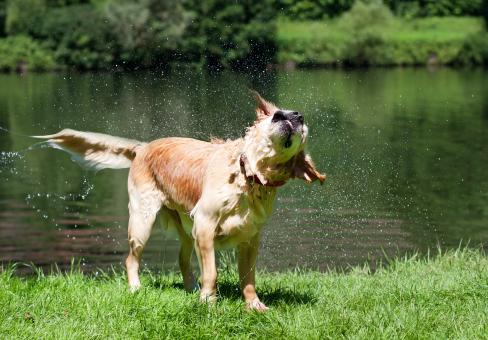 Free Stock Photo of Wet