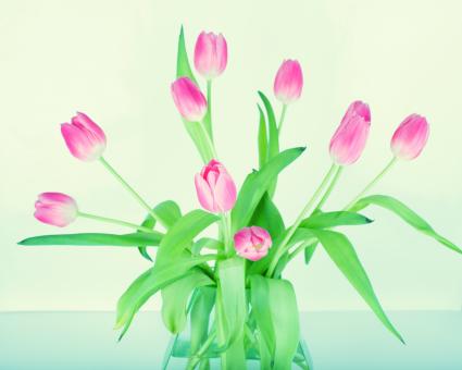 Free Stock Photo of Tulips