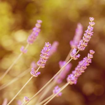 Free Stock Photo of Lavender