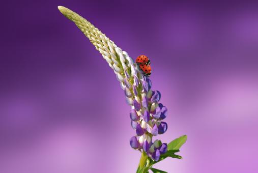 Free Stock Photo of Flower