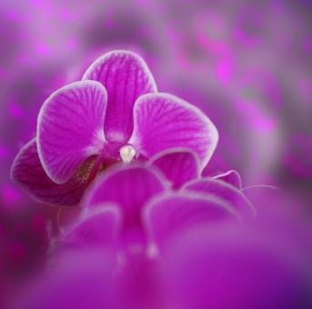 Free Stock Photo of Fresh