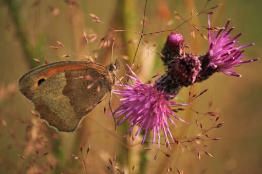 Free Stock Photo of Butterfly