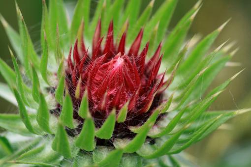 Free Stock Photo of Thorny