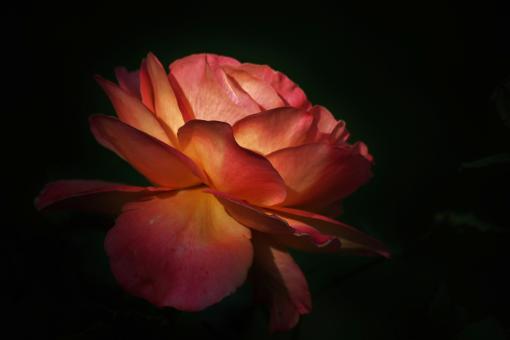 Free Stock Photo of Rose
