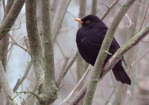 Free Stock Photo of Bird